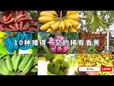 芭蕉品種|國外優良芭蕉品種介紹